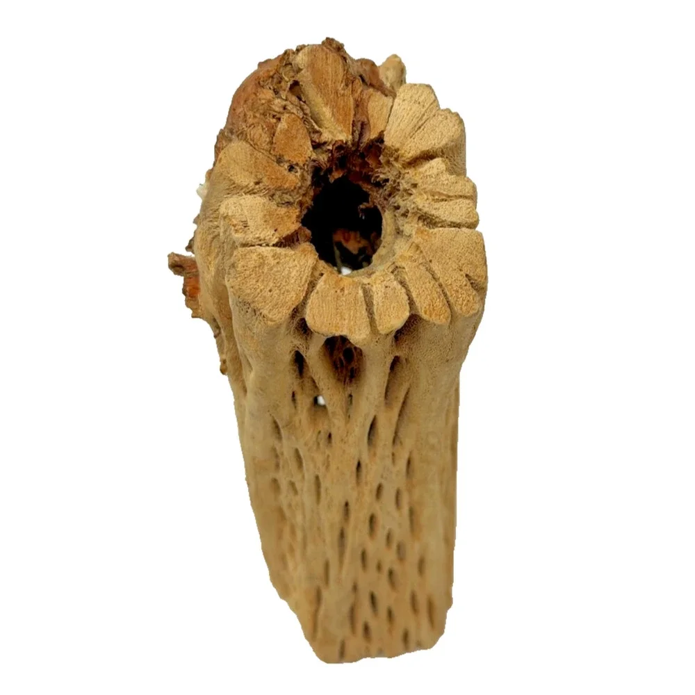N/A natural cholla